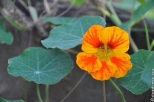 Kiskert cserépben: Kerti sarkantyúka (Tropaeolum majus)