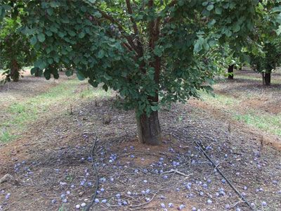 Krizantém: ha ezekre figyelsz, tele lesz virággal