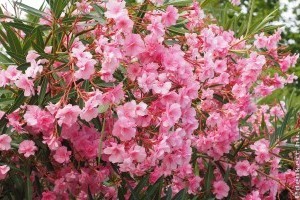 Így gondozzuk a leandert, hogy sok virágot hozzon