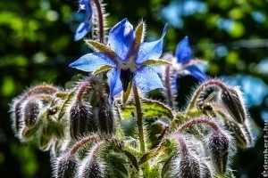 Csillag alakú kék virágaival hódít a borágó