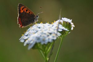 Cickafark (Achillea millefolium) - Achilleus gyógyfüve