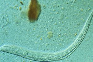 Féreggel a fogyásért?