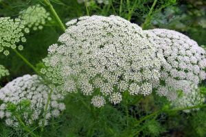 Gyógyító Fogvájó? - a Fogpiszkálófű