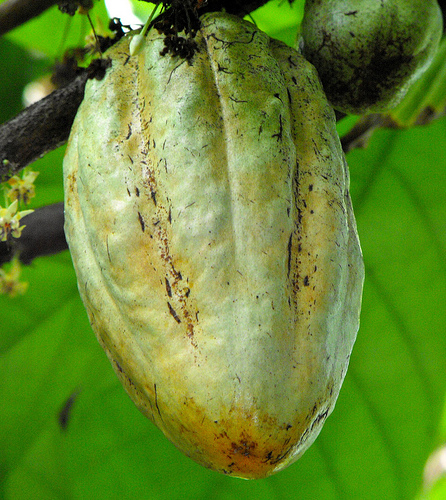 Krizantém: ha ezekre figyelsz, tele lesz virággal