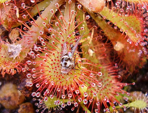 Húsevő növények a kerti kártevők ellen?