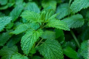 Hogyan gondozzuk a citromfüvet?