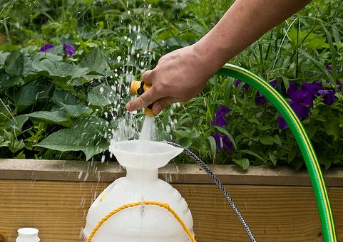 Krizantém: ha ezekre figyelsz, tele lesz virággal