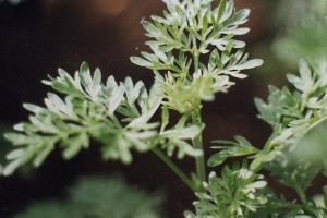 Ha a bűz elűz - Olcsó és hatásos permetezőszereket készíthetünk fűszernövényekből