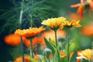 Egyszerű tippek, hogyan lesz fillérekből meseszép virágoskertünk