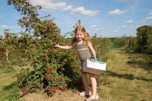 Hátfájós? Gyümölcsszedés egy otthon elkészíthető találmány segítségével Háztáji megoldások