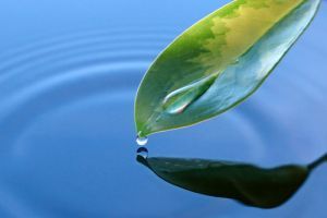 Feng shui a lakásban: segítő, szerencsét hozó növények