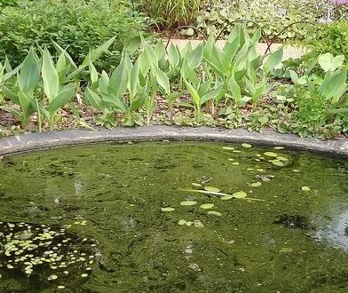 Krizantém: ha ezekre figyelsz, tele lesz virággal