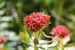 Mit gyógyít a varjúháj?