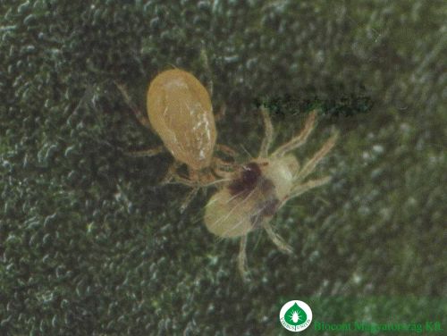 Krizantém: ha ezekre figyelsz, tele lesz virággal