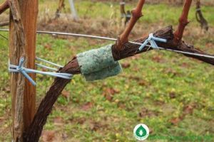 Hogyan védekezhetünk a szőlőben és gyümölcsösben károsító atkák ellen vegyszerek nélkül?