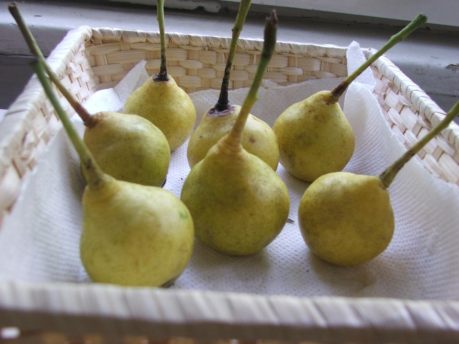 Krizantém: ha ezekre figyelsz, tele lesz virággal