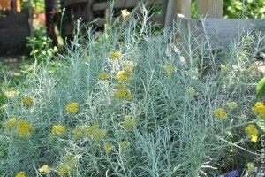 Curryfű, curry cserje vagy curry fűszerkeverék? Ez a különbség köztük