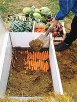 Krizantém: ha ezekre figyelsz, tele lesz virággal