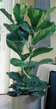 Krizantém: ha ezekre figyelsz, tele lesz virággal