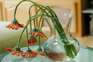 Utál engem a növényem! Mit tegyek?