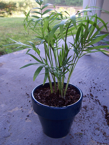 Krizantém: ha ezekre figyelsz, tele lesz virággal