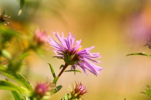 Őszi kert, nyárias hangulat!