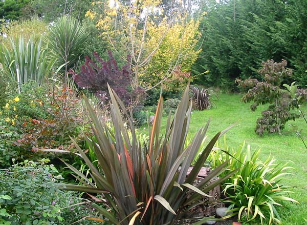 Krizantém: ha ezekre figyelsz, tele lesz virággal