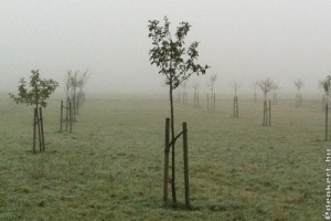 A legtutibb őszi ültetnivalók