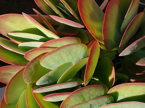 Hogyan gondozzuk a Sivatagi rózsát (Adenium obesum)?