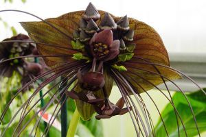 A denevérvirág (Tacca chantrieri)
