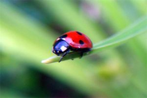 Mit kínál az Édenkert.hu?