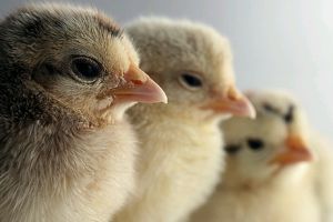 Baromfiudvart szeretnénk! De milyen szárnyasokat vegyünk?