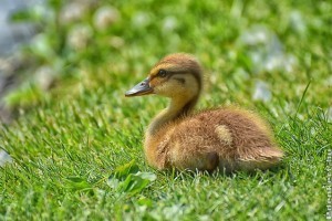 Hogyan tartsunk kiskacsát és díszrécét?