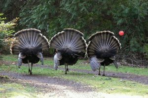 Hogyan hozzunk össze egy baromfiudvart? - pulyka, gyöngytyúk, japánfürj, fácán és a páva