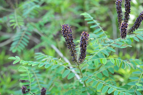 Krizantém: ha ezekre figyelsz, tele lesz virággal