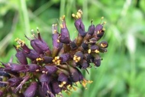 A kiirthatatlan gyalogakác (Amorpha fruticosa)