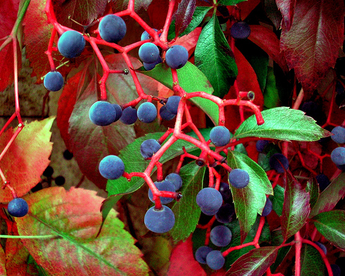 Krizantém: ha ezekre figyelsz, tele lesz virággal