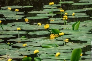 Telepítsünk vízitököt a kerti tóba (Nuphar lutea)!