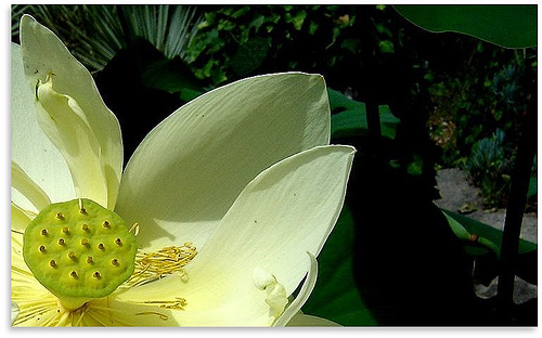 Krizantém: ha ezekre figyelsz, tele lesz virággal