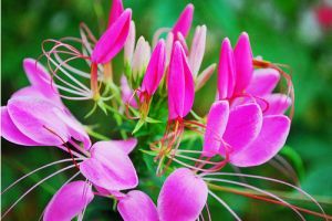 Hortus Hungaricus az édeni kertekért