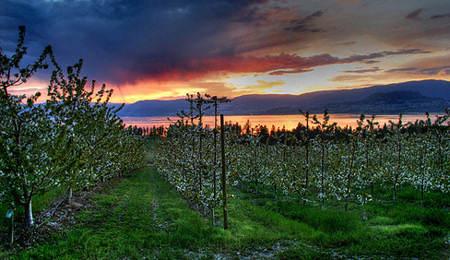 Az intenzív cseresznyeültetvények hamar termőre fordulnak