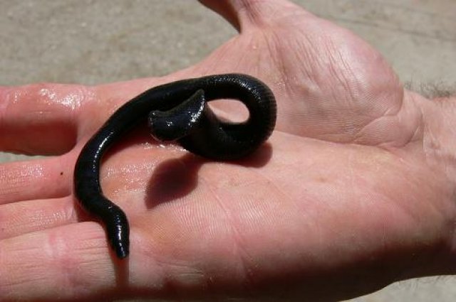 Krizantém: ha ezekre figyelsz, tele lesz virággal