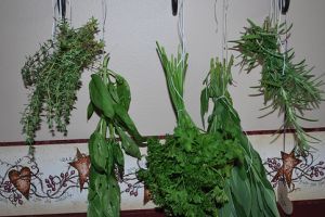 Kis fűszerlexikon az angyalgyökértől az ürömig