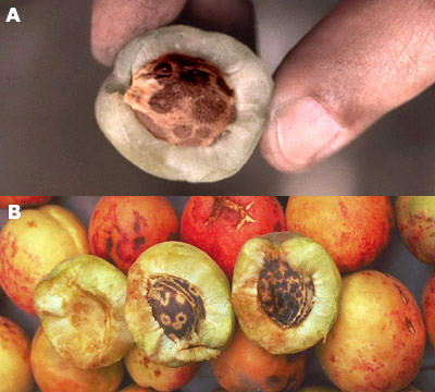 Krizantém: ha ezekre figyelsz, tele lesz virággal