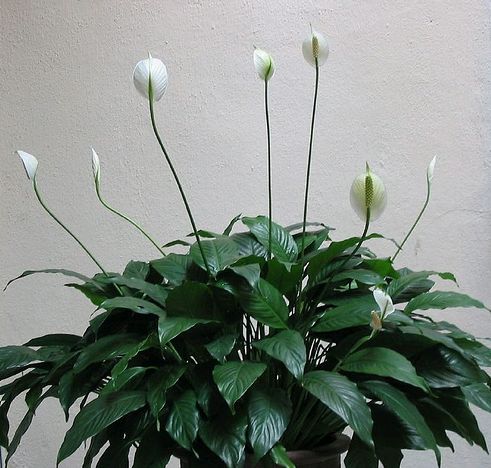 Krizantém: ha ezekre figyelsz, tele lesz virággal