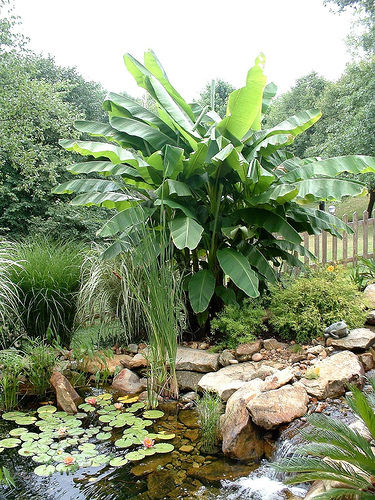 Krizantém: ha ezekre figyelsz, tele lesz virággal