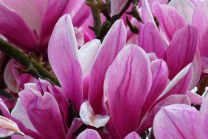 Japán manilakender és a sziklapálma a kertünkben