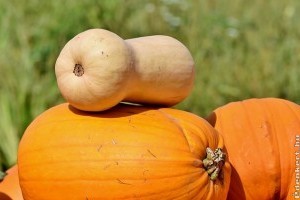 Tökös örömök - avagy amit a sütőtökről tudni kell