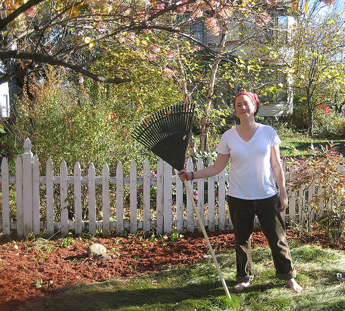 Krizantém: ha ezekre figyelsz, tele lesz virággal