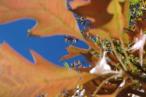 Télikert- vagyis 10 + 1 pont, amit ne felejtsünk el tél előtt megtenni a kertünkben